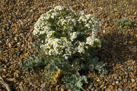 Crambe maritima or sea kale growing on shingle, Shingle Street, Suffolk, England, United Kingdom,