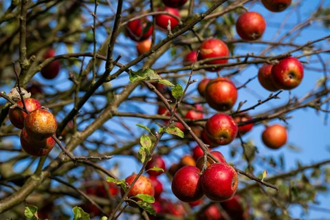 Apple tree with red apples, autumn, Humlebæk, Nivå Bugt, Hovedstaden, Øresund coast, Denmark,