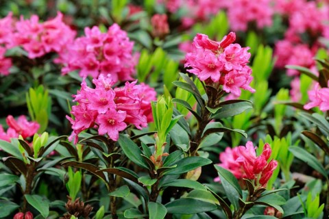 Rusty-leaved alpenrose, Rhododendron ferrugineum, Swiss Alps