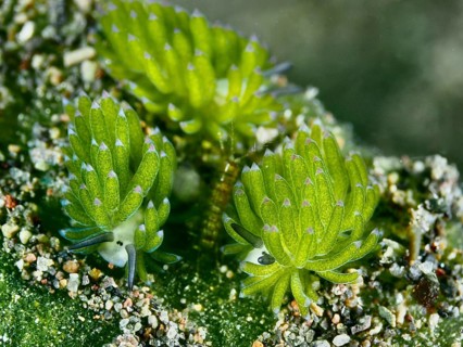 Three sea snails, leaf sheep snails (Costasiella kuroshimae), called Shaun the Sheep. Sea snail