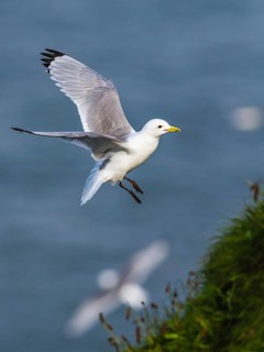Black-legged Kittiwake, Rissa tridactyla, bird in flight over sea, Bempton Cliffs, North Yorkshire,
