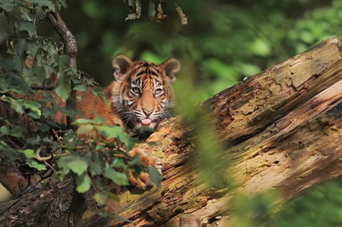 Sumatran tiger (Panthera tigris sumatrae), young, captive, native to Sumatra, Indonesia, Asia