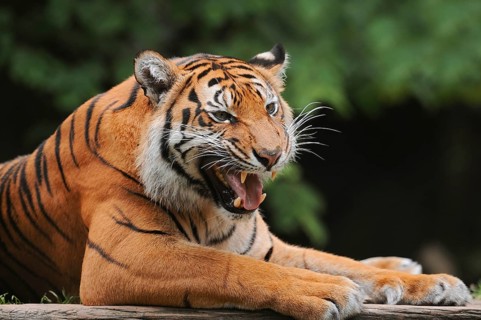 Sumatran tiger (Panthera tigris sumatrae), male snarling, captive, occurring on Sumatra, Indonesia,