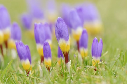 Sieber crocus or Greek dwarf crocus (Crocus sieberi), North Rhine-Westphalia, Germany, Europe