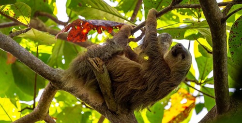 Hoffmann's two-toed sloth (Choloepus hoffmanni) on a branch, Cahuita National Park, Costa Rica,