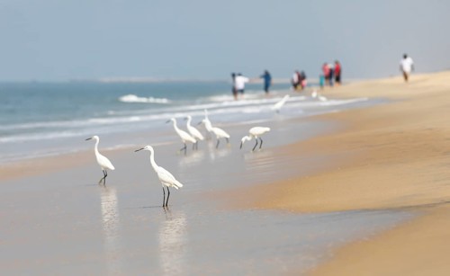 Great egret (Ardea alba, syn.: Casmerodius albus, Egretta alba) at Marari Beach or beach, blurred