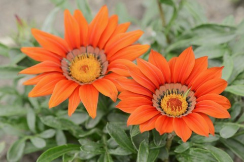 Gazania or Mittagsgold (Gazania hybride), flowers, ornamental plant, North Rhine-Westphalia,