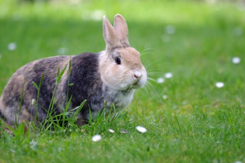 Rabbit (Oryctolagus cuniculus domestica), hare, grass, daisy, A brown domestic rabbit sits in the