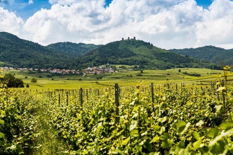 Village in the vineyards and castle ruins, Les Trois Châteaux d'Eguisheim, Husseren-les-Châteaux,