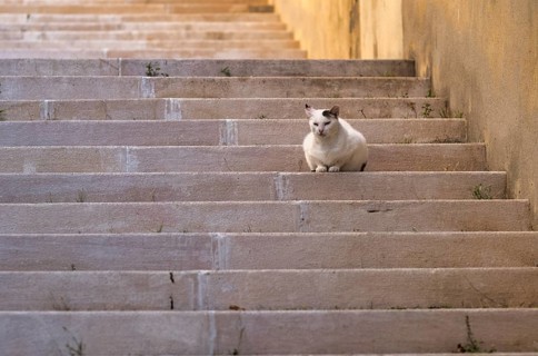 Cat lying, dozing, stairs, evening light, Lisbon, Portugal, Europe