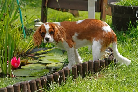 Cavalier King Charles Spaniel, kitten