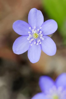 Liverwort (Hepatica nobilis, Anemone hepatica), flower, North Rhine-Westphalia, Germany, Europe