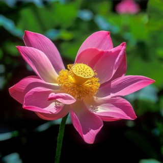 Lotus Flower (Nelumbo nucifera), Bali, Indonesia, Asia