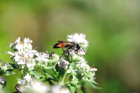 Grasshopper sand wasp, summer, Saxony, Germany, Europe