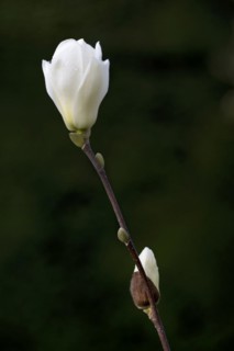 Yulan magnolia (Magnolia denudata Desr.), magnolia blossom, Baden-Württemberg, Germany, Europe