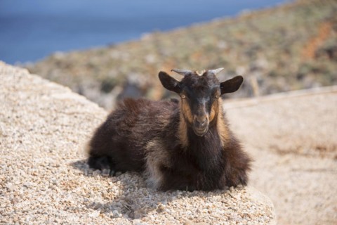 A brown goat lying relaxed on a rock in nature, Young goat, Crete, Greece, Europe