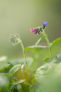 Close-up of a spotted lungwort (Pulmonaria officinalis), portrait format, nature photo, flora,