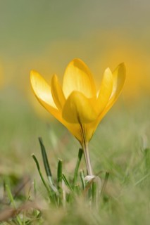 Golden crocus or dutch yellow crocus (Crocus flavus), North Rhine-Westphalia, Germany, Europe