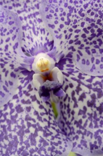 Orchid 'Vanda Trevor Rathbone' (Vanda hybride), flower detail, houseplant, North Rhine-Westphalia,