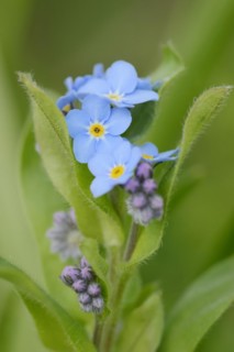Water forget-me-not (Myosotis scorpioides), flowers, North Rhine-Westphalia, Germany, Europe