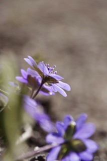 Liverwort (Hepatica nobilis), March, Germany, Europe