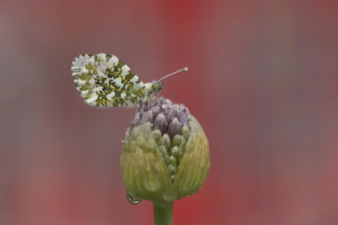Orange tip (Anthocharis cardamines) butterfly resting on a garden Allium flower head in the
