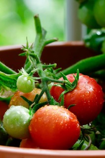 Tomatoes on the vine, August, Germany, Europe
