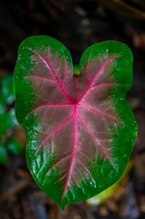 Caladium bicolor leaf, Tortuguero National Park, Costa Rica, Central America