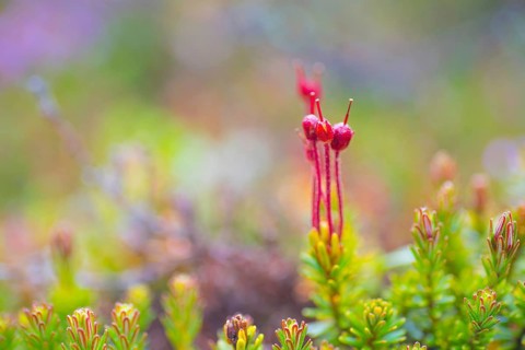 Young blue heath (Phyllodoce caerulea), bud, vertical format, Tynset, Innlandet, Norway, Europe
