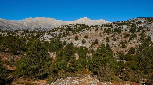Niatos Plateau, Forest-covered hills and ridges under a wide blue sky, Lefka Ori, White Mountains,