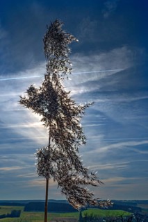 Common reed (Phragmites australis) backlit, Bavaria, Germany, Europe