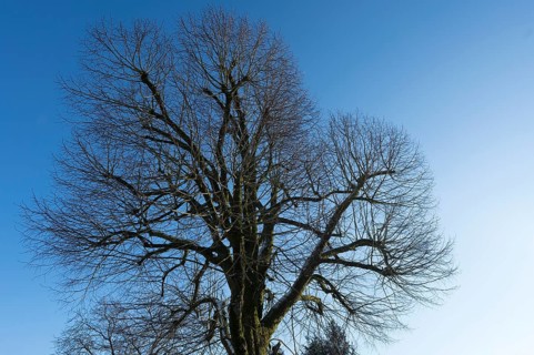 Bald lime tree (Tilia platyphyllos) in January, blue sky, Bavaria, Germany, Europe