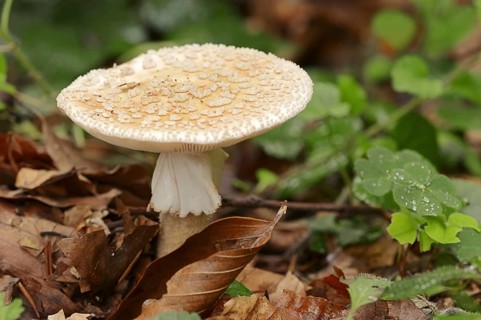 Pearl mushroom or blusher (Amanita rubescens), North Rhine-Westphalia, Germany, Europe