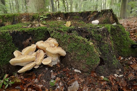Giant polypore (Meripilus giganteus), North Rhine-Westphalia, Germany, Europe