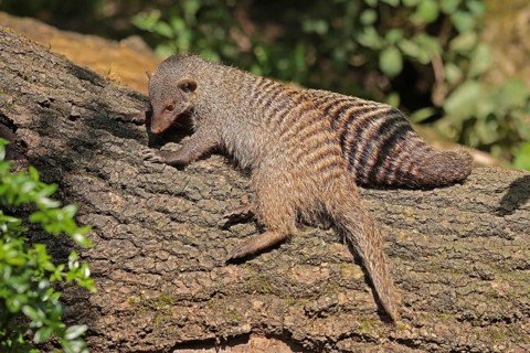 Zebra mongoose (Mungo mongoose)
