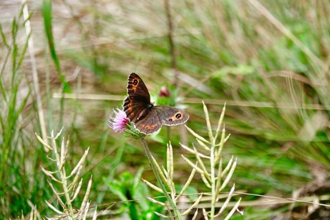 Scotch Argus (Erebia aethiops), August, Upper Bavaria, Germany, Europe