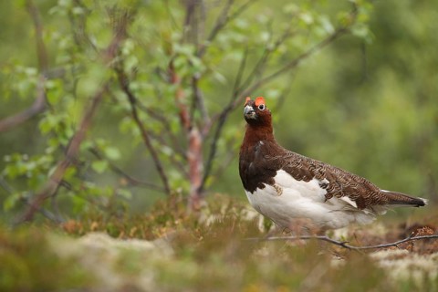 Willow ptarmigan (Lagopus lagopus) securing cock, Lofoten, Norway, Scandinavia, Europe