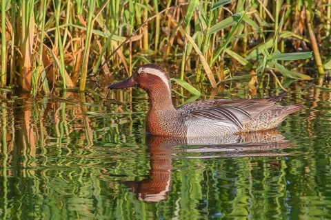 Garganey (Anas querquedula), drake, swimming in the water, Ochsenmoor at Lake Dümmer, swimming