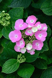 Flowering plate hydrangea, pink, Hydrangea serrata
