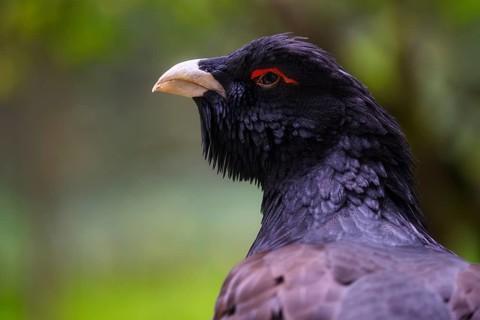 Western capercaillie (Tetrao urogallus), male, Bavarian Forest National Park, Bavaria, Germany,