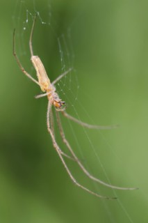 Common stretch-spider (Tetragnatha extensa) in a web, North Rhine-Westphalia, Germany, Europe