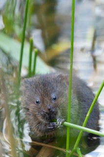 Water vole (Arvicola amphibius) adult animal feeding on a reed plant stem in a pond in the summer,