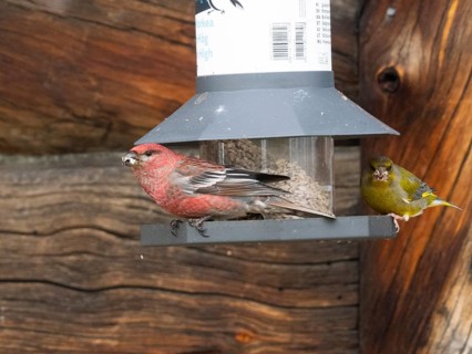 Pine Grosbeak (Pinicola enucleator) and Greenfinch (Chloris chloris), adult male birds at feeding