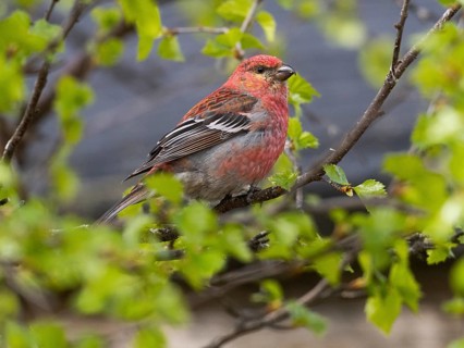 Pine Grosbeak (Pinicola enucleator), adult male perched in a birch tree, May, Finnish Lapland