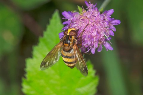 Hornet mimic hoverfly (Volucella inanis) sitting on a flower of a forest widow flower (Knautia
