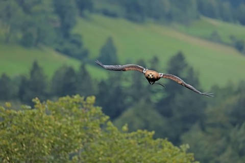 Harris's hawk (Parabuteo unicinctus), Hohenwerfen Castle, Salzburger Land, Austria, falconer,