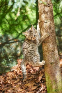 Close-up of European wildcat (Felis silvestris silvestris) kitten in spring in the bavarian forest