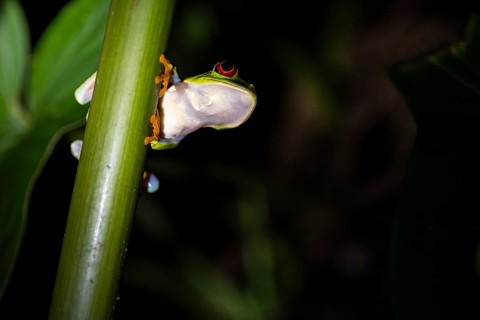 Red-eyed tree frog (Agalychnis callidryas) on a leaf, macro photograph, black background,