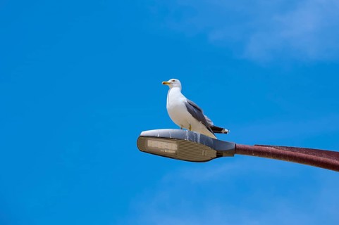 Herring gull, sitting on a street lamp against a clear blue sky, Saintes-Maries-de-la-Mer,
