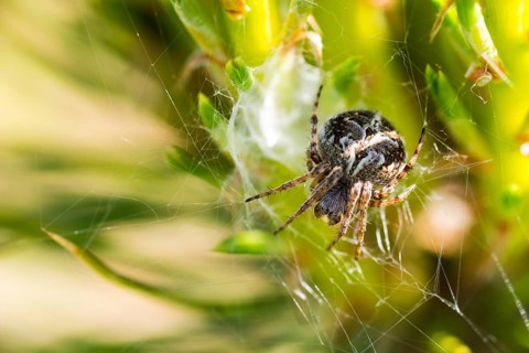 A fat basket spider (Agalenatea redii) crouches between the green vegetation of a meadow in its web
